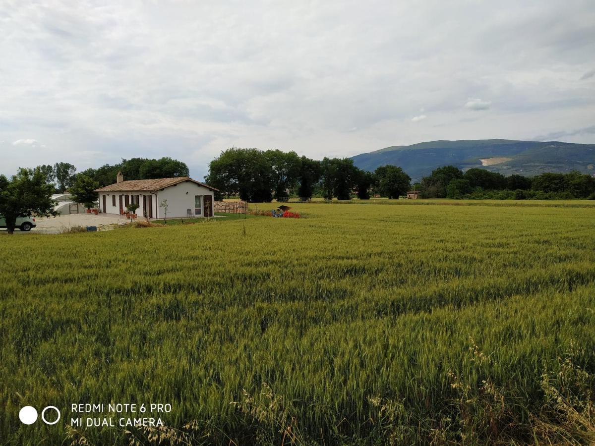 Agriturismo " Le Serre" Spello Zewnętrze zdjęcie